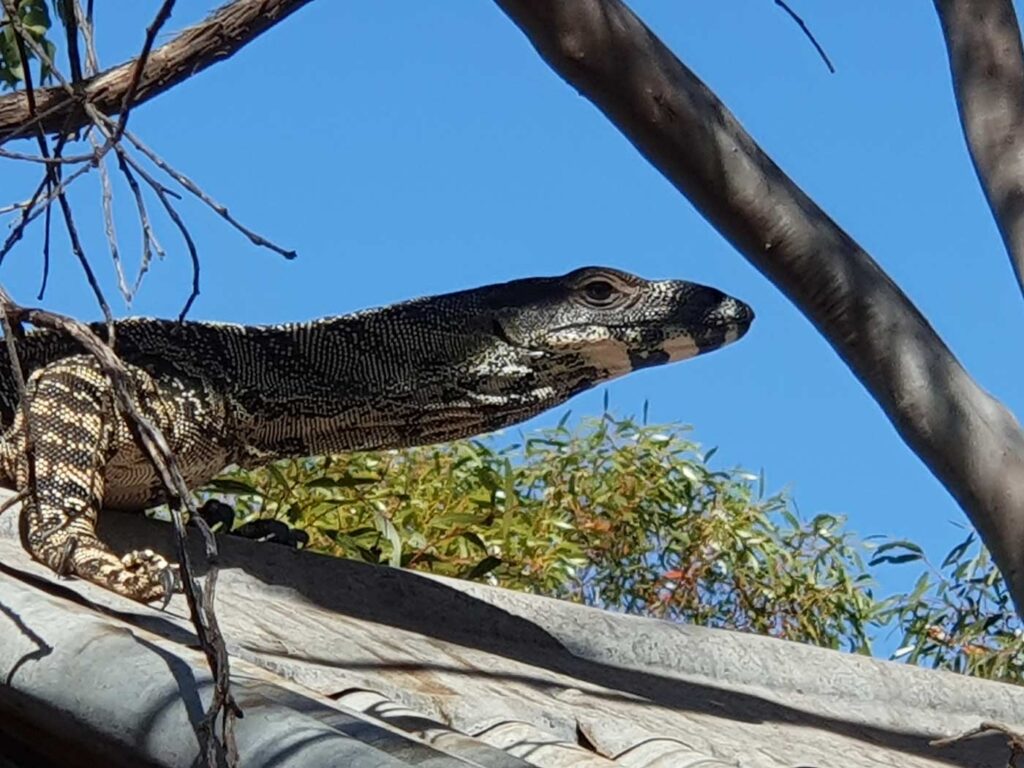 Friendly Goanna